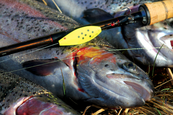 http://www.fishing.kz/forums/data/MetaMirrorCache/www.kinetic_fishing.com_data_media_D360_buen.jpg