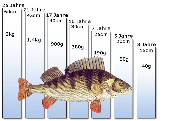 barschtabelle.jpg