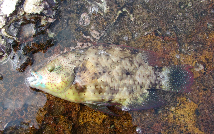 Cheilinus chlorourus.JPG