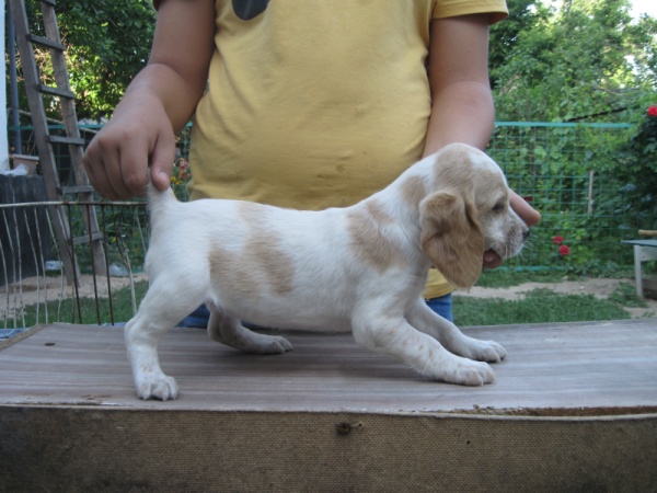 дев3.JPG