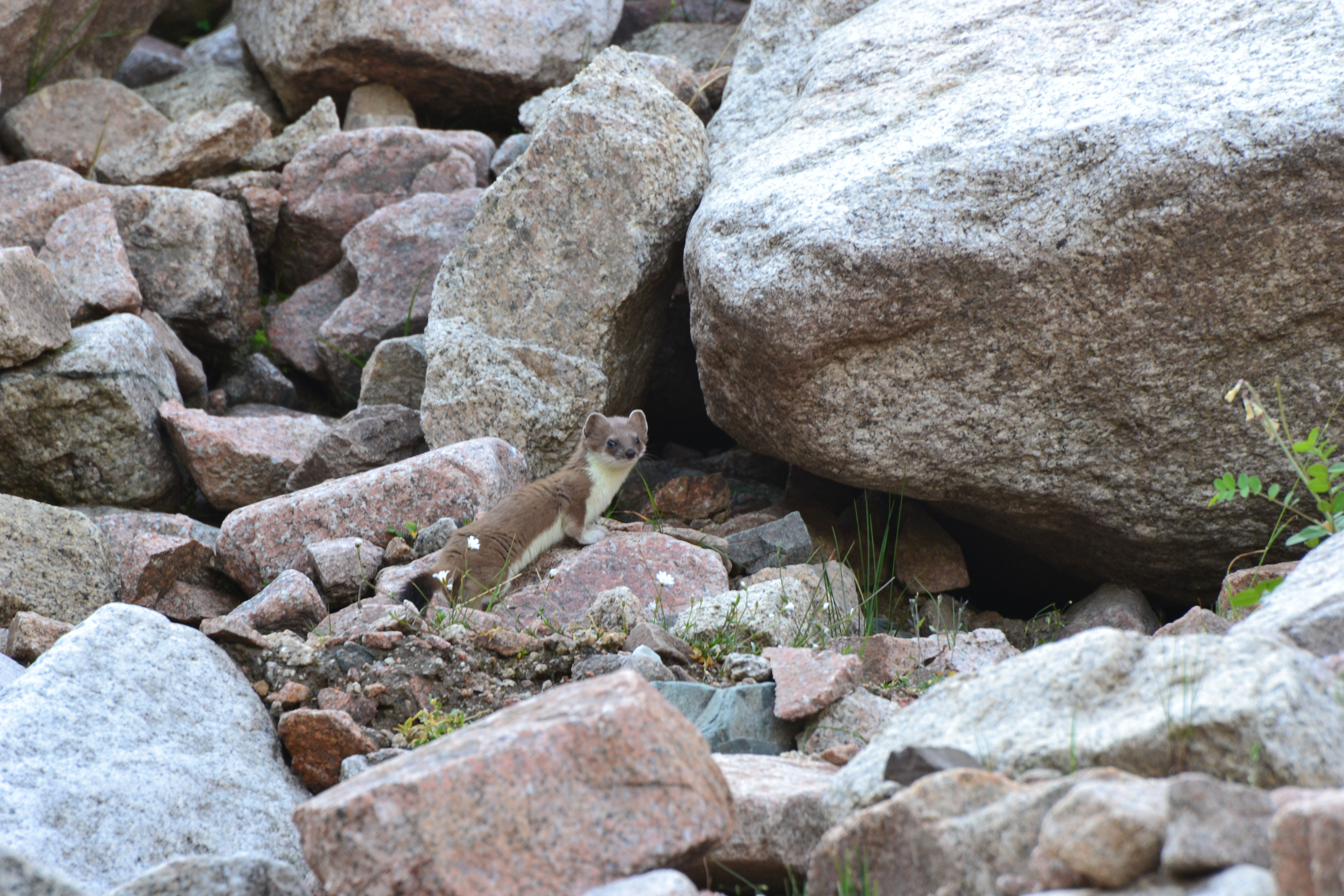 DSC_1065.JPG
