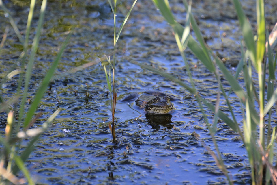 DSC_3367.JPG