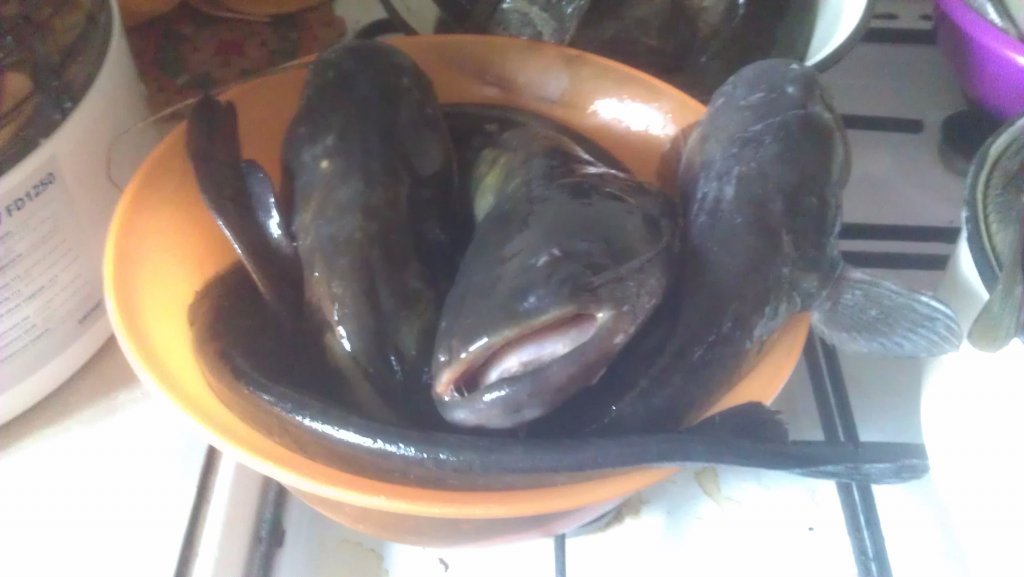 IMAG0252.jpg