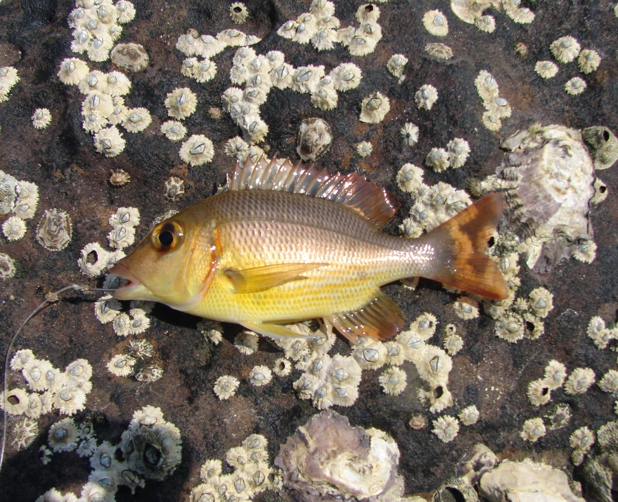 Lethrinus atkinsoni.JPG