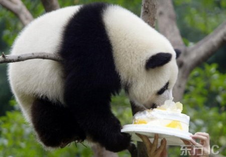 Oso-panda-comiendo-torta-450x312.jpg