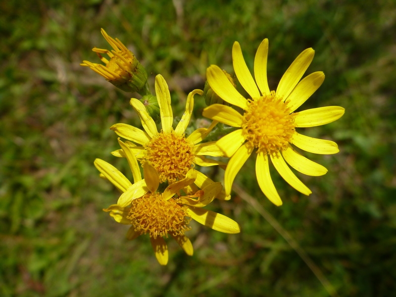 P1050576.JPG