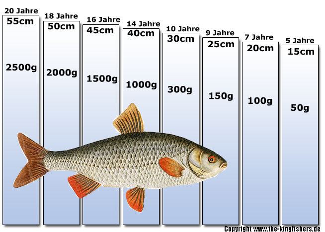 rotaugetabelle.jpg