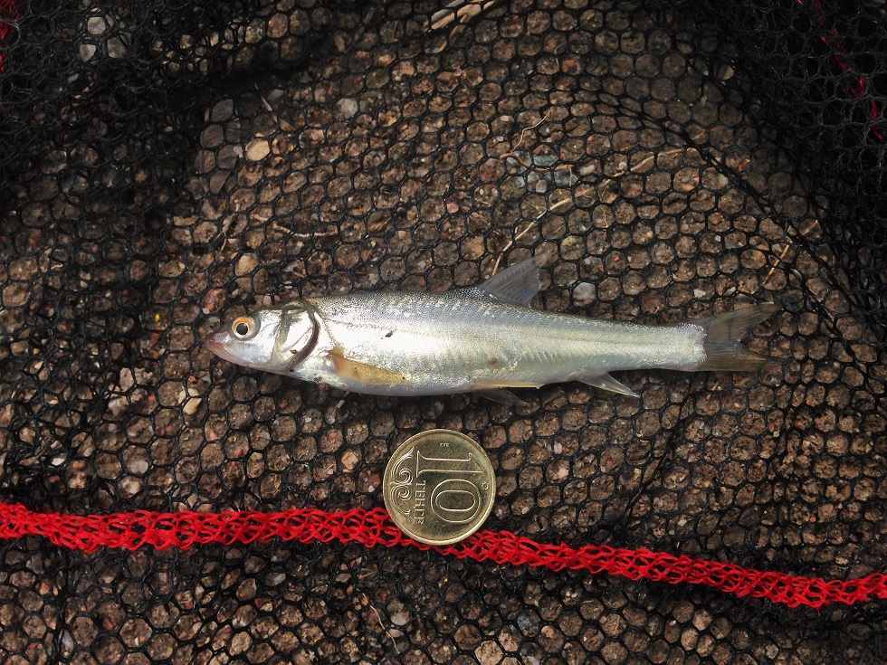 Schizothorax argentatus.JPG