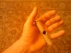 IMAG0155.jpg