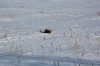 Fox.gif