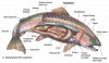 trout-fish-anatomy.jpg