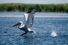 DSC_1611111.jpg