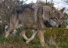 Wolfs_015_DogHusky.ru_.jpg