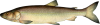 nelma.png