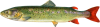taimen.png