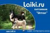 laiki1.jpg