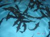 DSC03434.JPG