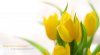 flowers.jpg
