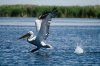 DSC_1611111.jpg