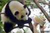 Funny_animals_190.jpg