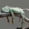 IGUANA