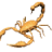 skorp