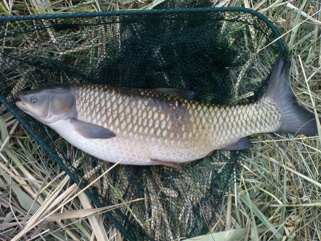 &lt;img src=&quot;style_emoticons/&lt;#EMO_DIR#&gt;/fishing.gif&quot;...