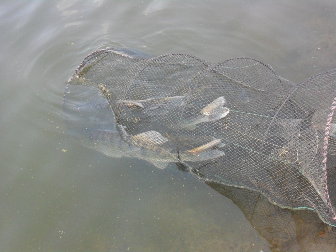 Ловля судака близ Алматы