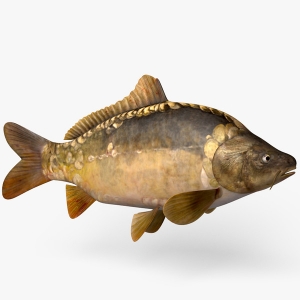 11559