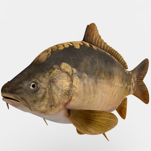 11560