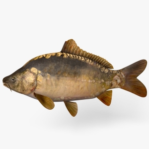 11565