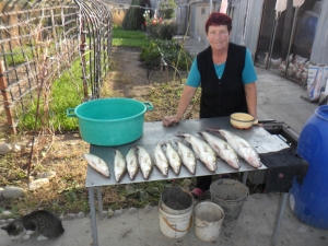 Судаки