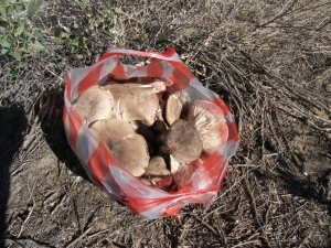 Грибы