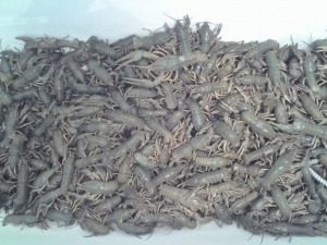 Раки