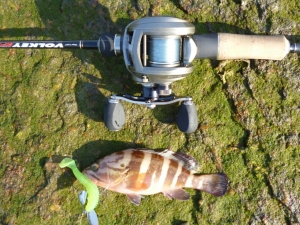 rockfish 2