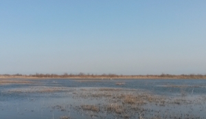 Лебеди