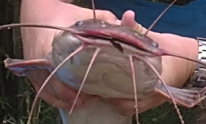 5599
