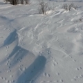 Нам на неведомых дорожках...