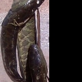 Змееголов амурский